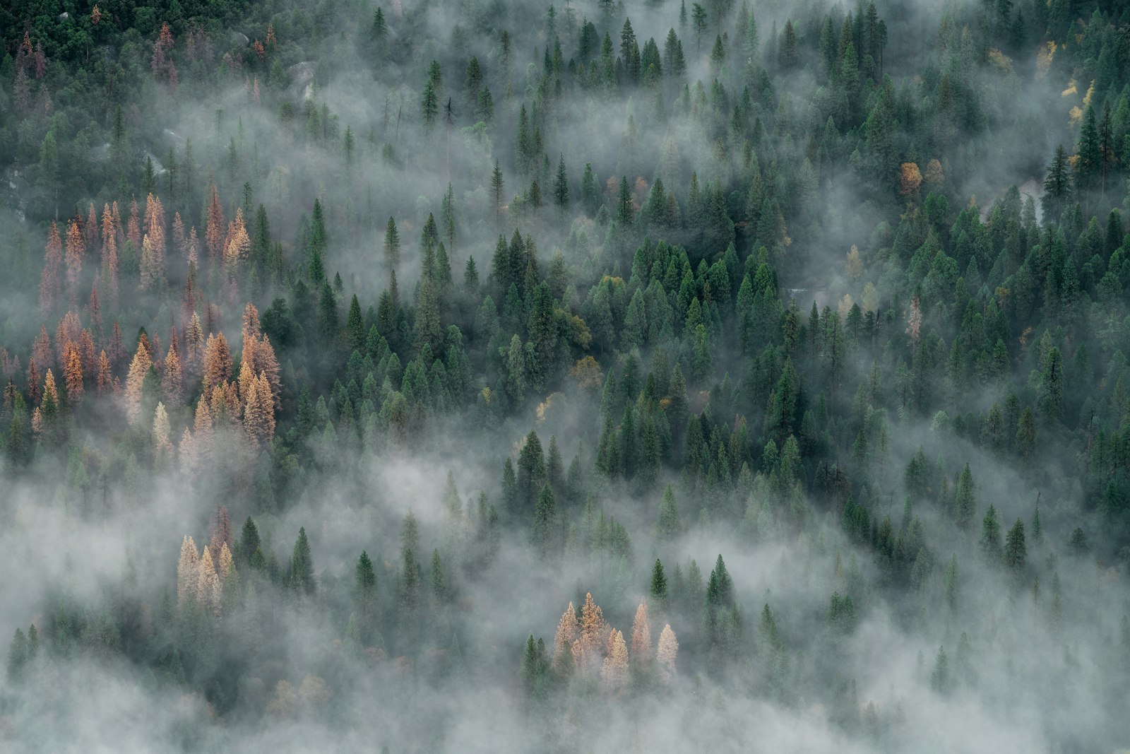 Aerial view of misty Andean forest